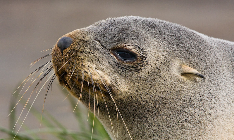 Antarctic Fur Seal